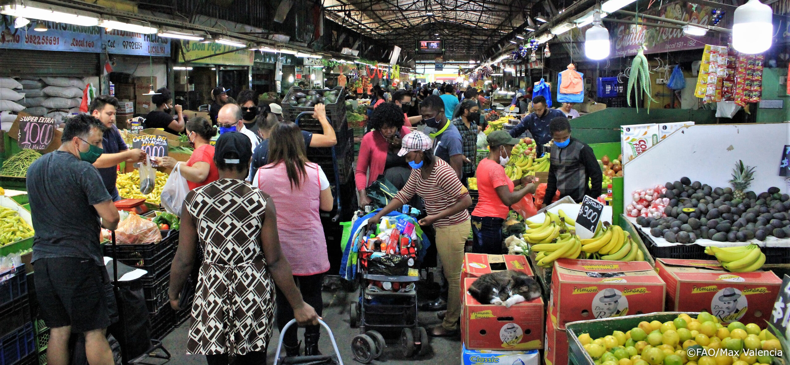 Foto: FAO/Max Valencia.